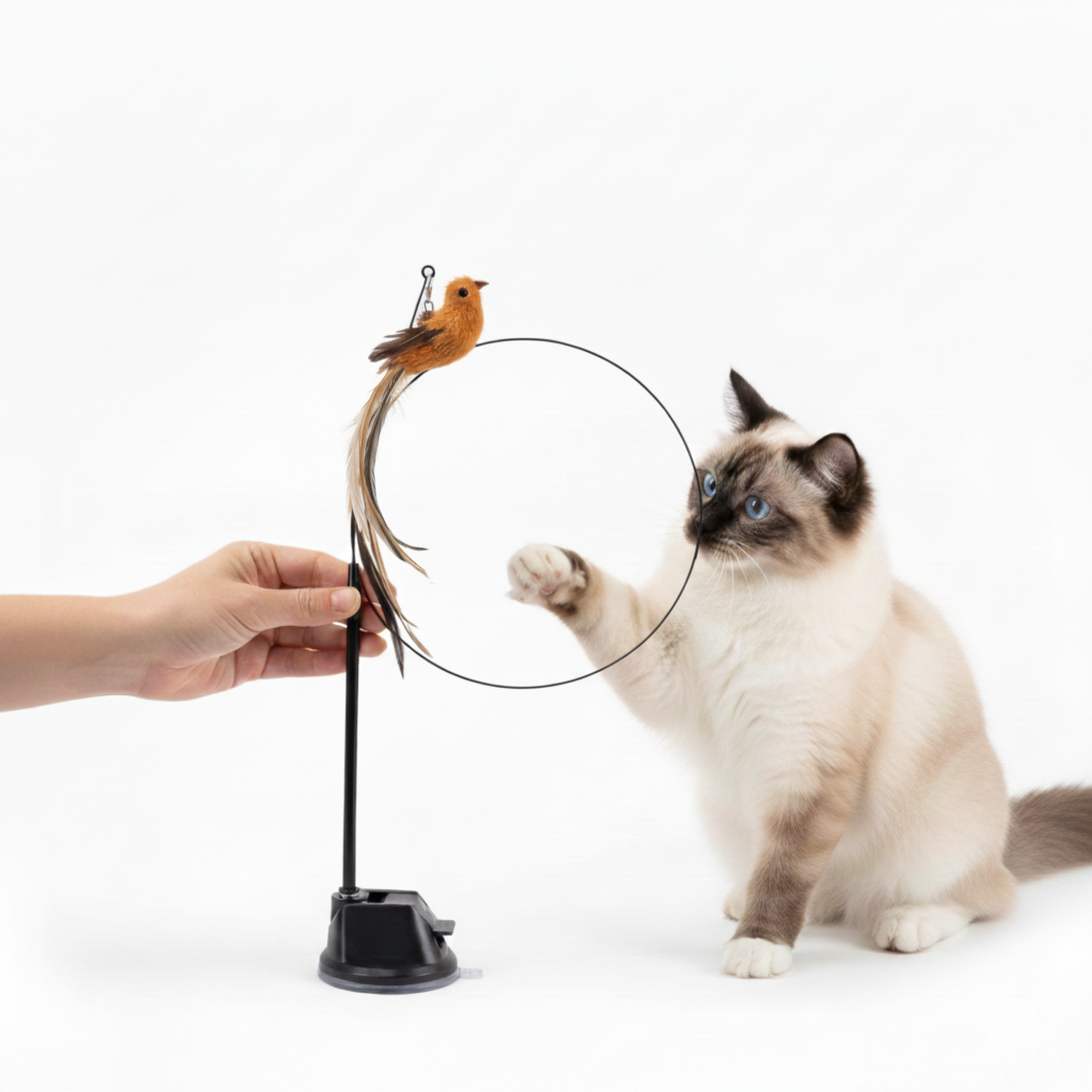 🐱The Hunting Bow - Activates your cat in no time